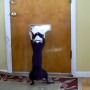 ��� �������� 