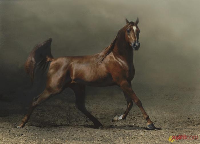  лошадей мустангов
