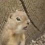 �����-��������� ��� ������ �������