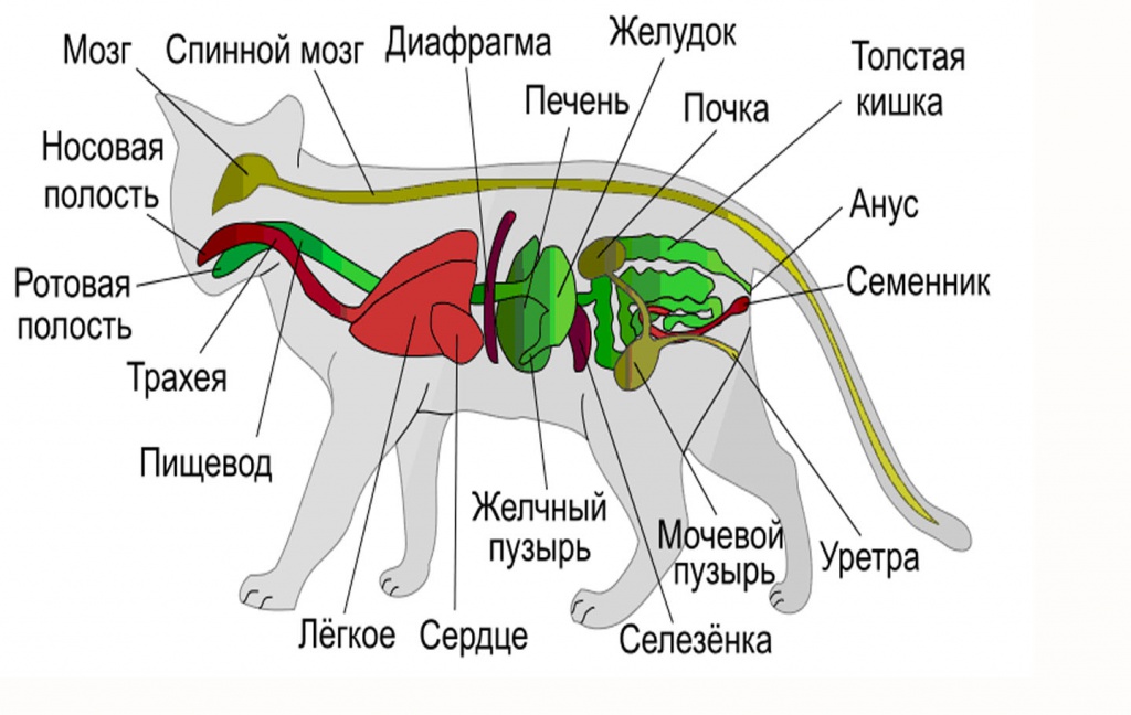 free heinemann biology 1 2005