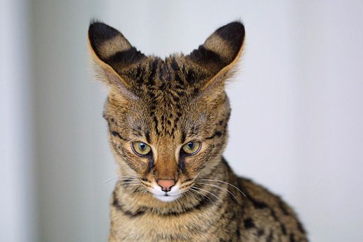 кот кот