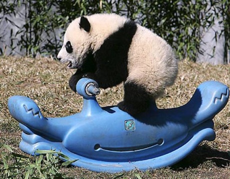панда фото