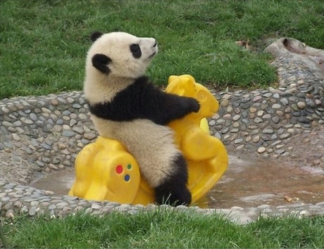 фото панда