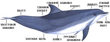 дельфин дельфин