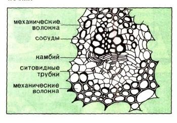 Лист Лист