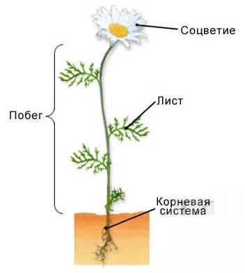 строение цветка строение цветка