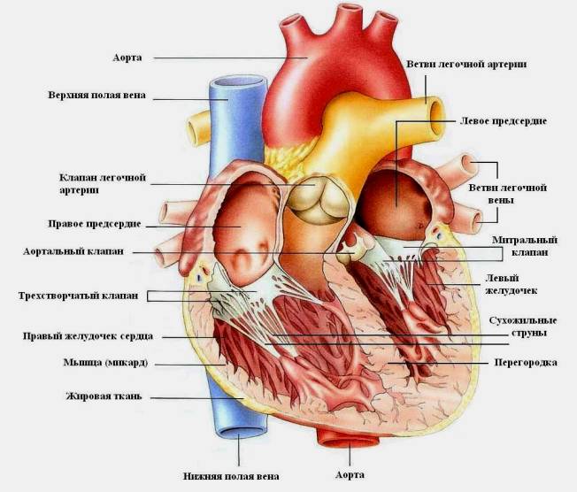 Строение сердца cтроение сердца.jpg