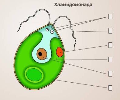 водоросли водоросли