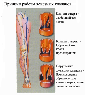 вены вены