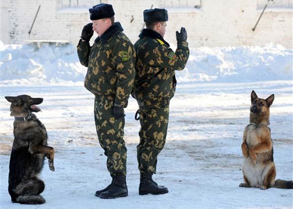 кинолог кинолог