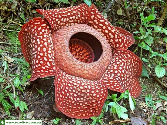 рафлезія rafflesia