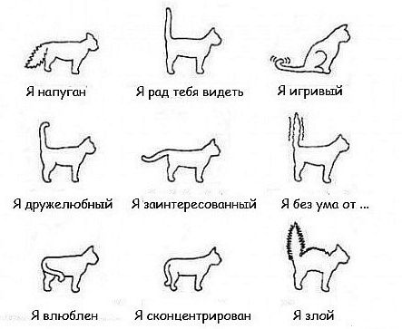 питомцы питомцы