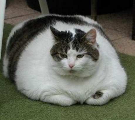 толстый котик