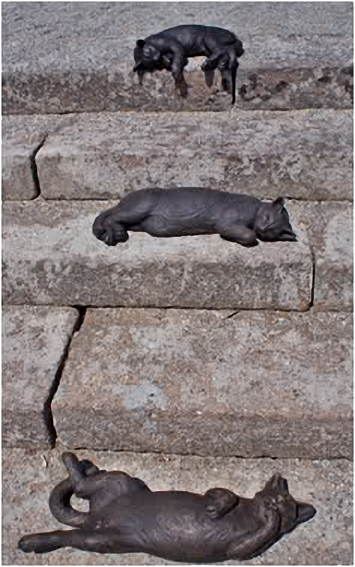 кот кот