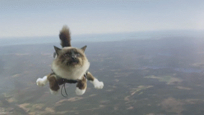 кот прыжок с парашютом gif