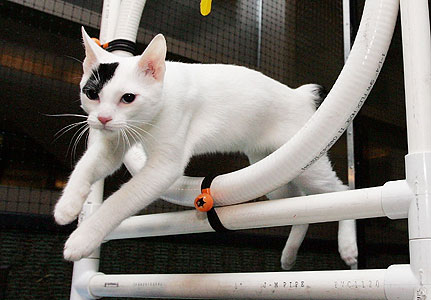кот кот