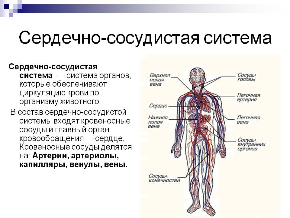 сердечно-сосудистая система сердечно-сосудистая система