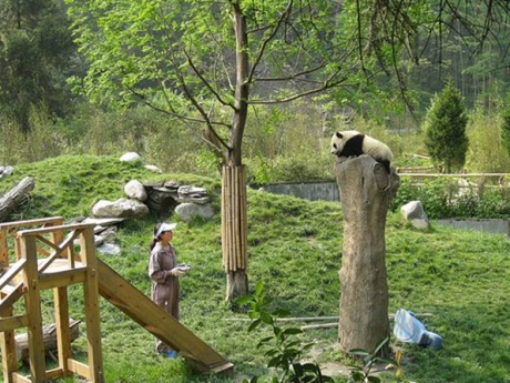 панды смотреть