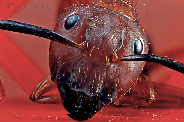 фото муравей