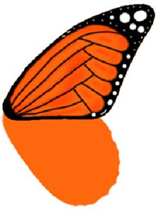 фото бабочки