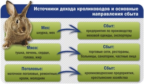 бизнес и кролики бизнес и кролики