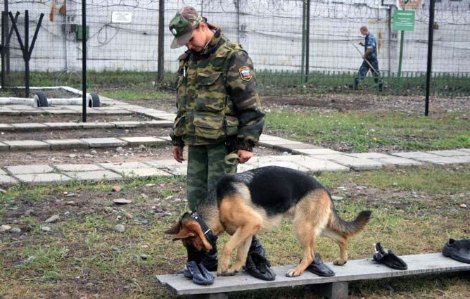 кинолог кинолог