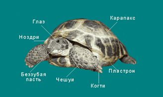 строение черепахи строение черепахи