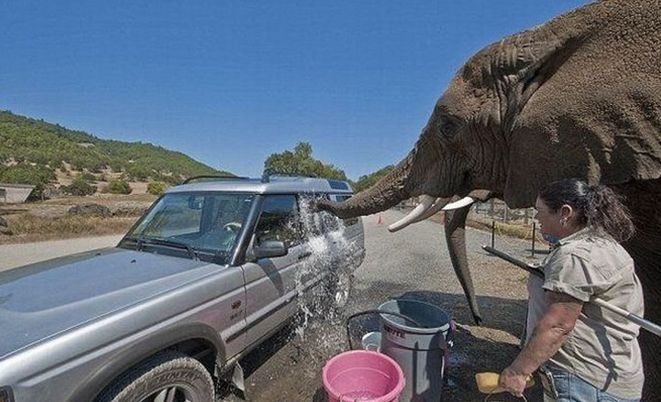 Слон-автомойщик