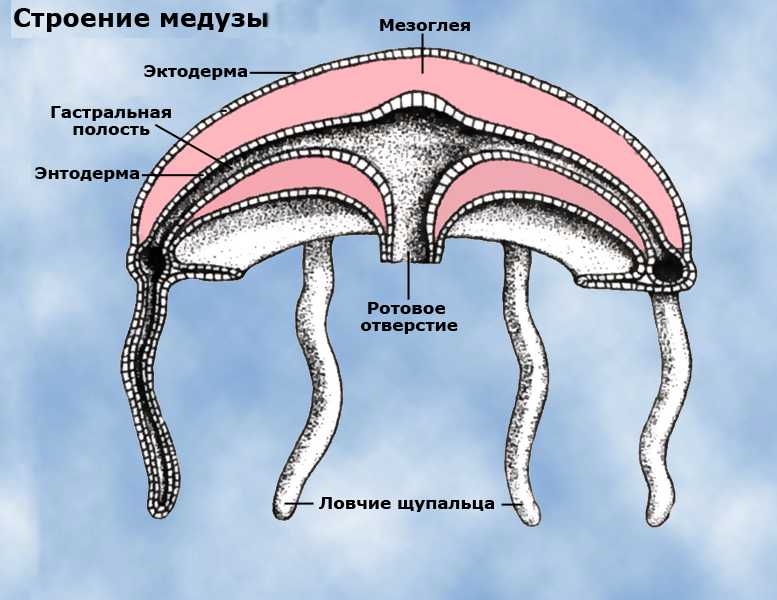 доклад по английскому языку спас на крови