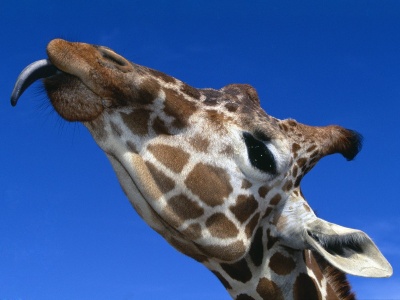жираф язык