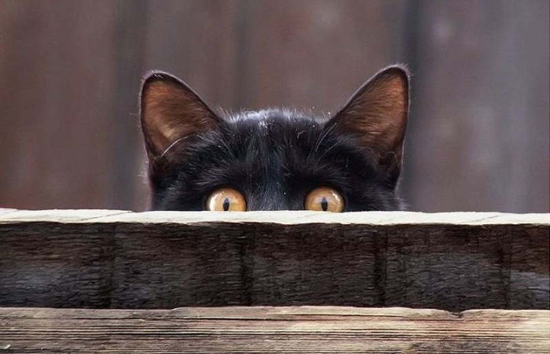кот кот