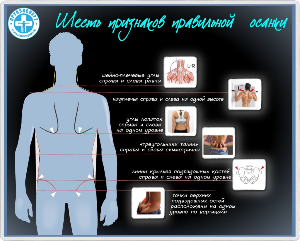 позвоночник позвоночник