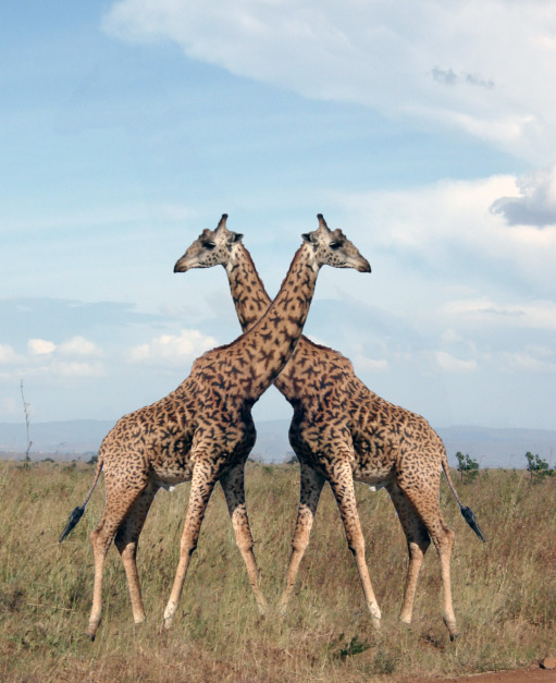 фото жираф