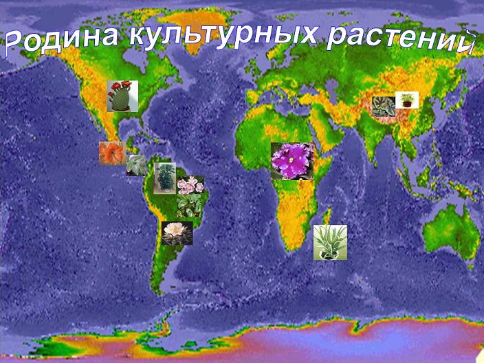 культурные растения культурные растения