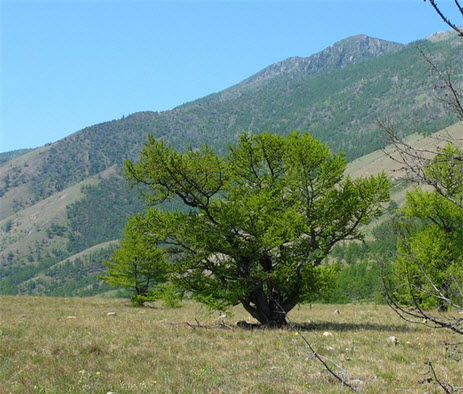 біологія, кущ Bush.jpg