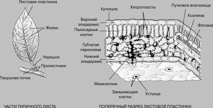 Строение листа Строение листа
