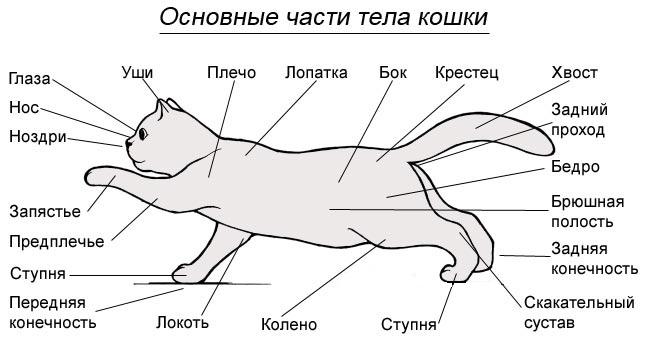 кот кот