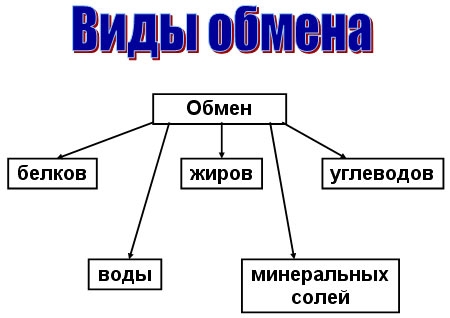 диетолог плюсы и минусы диетолог плюсы и минусы