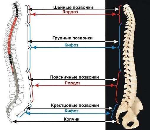 позвоночник позвоночник