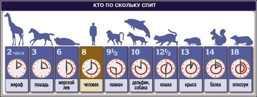 сон сон
