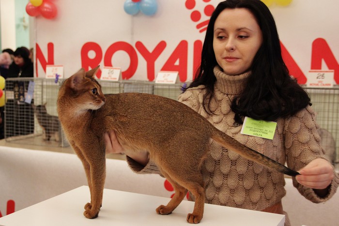 кот кот