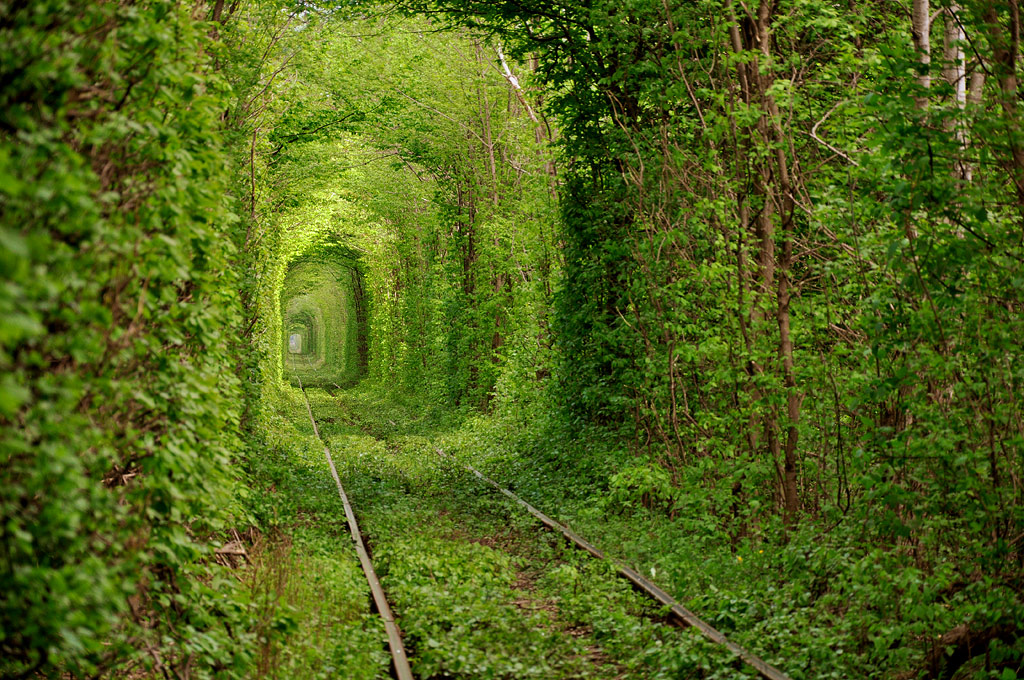тоннели из деревьев