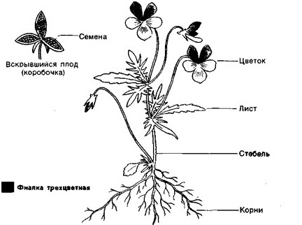 біологія Organ5.jpg