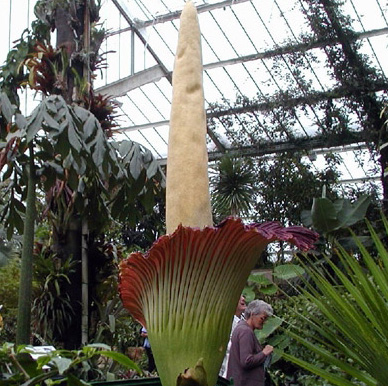 Аморфофаллус фото amorphophallus.jpg