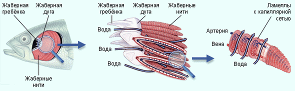 строение жабр строение жабр