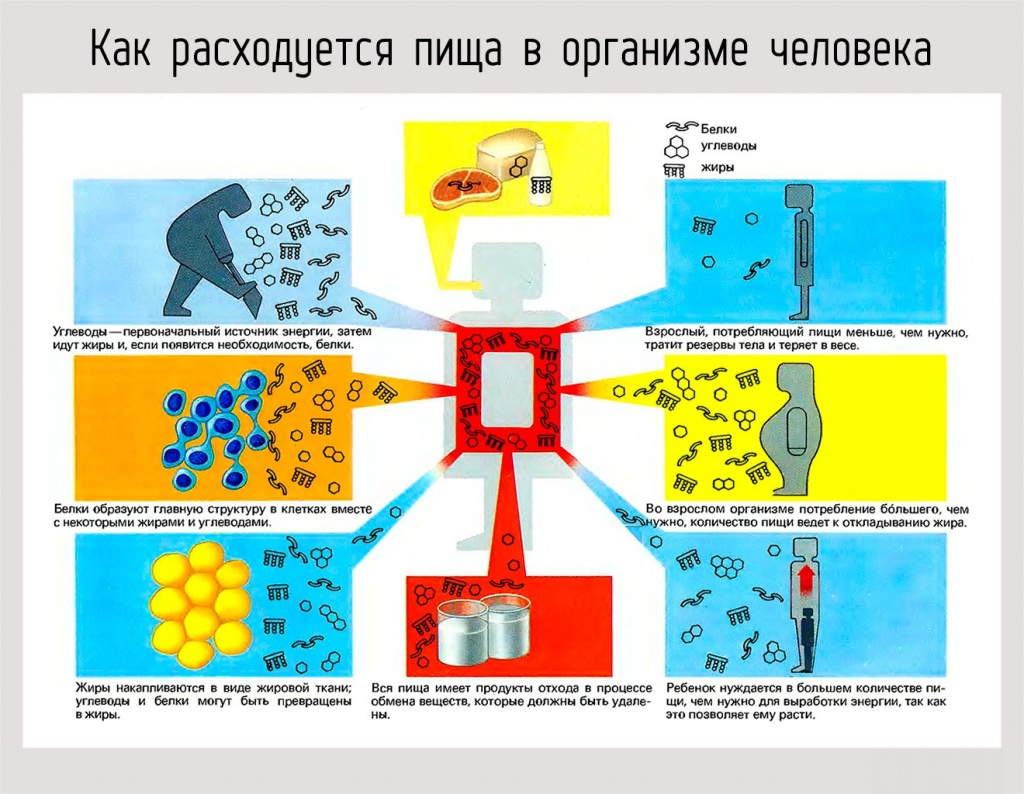 диетолог диетолог