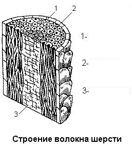 шерсть шерсть