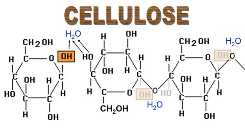 Cellulose Cellulose
