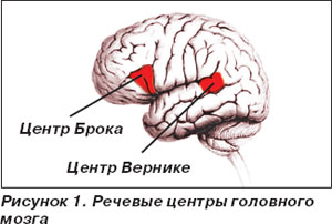 мозг мозг