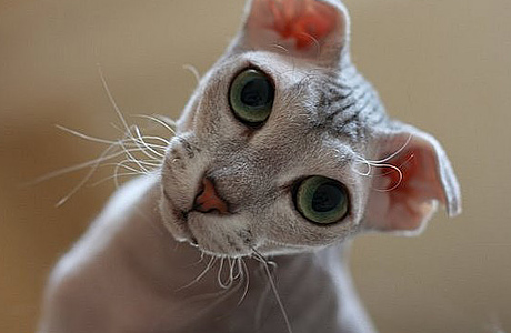 кот кот